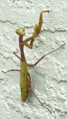 Stagmomantis floridensis
