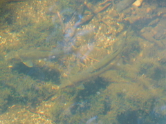 Catostomus commersonii