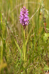 Dactylorhiza majalis sphagnicola