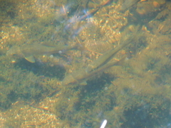 Catostomus commersonii
