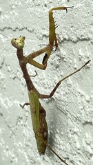 Stagmomantis floridensis