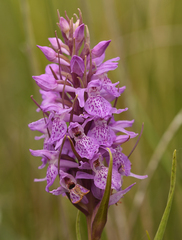Dactylorhiza majalis sphagnicola