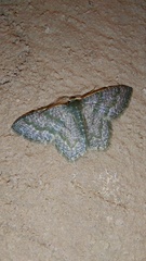 Chloropteryx