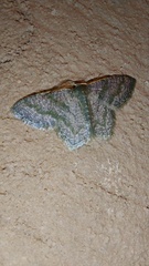 Chloropteryx