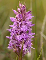 Dactylorhiza majalis sphagnicola