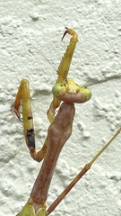 Stagmomantis floridensis