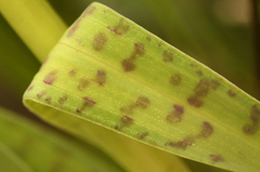 Dactylorhiza majalis sphagnicola