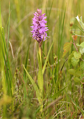 Dactylorhiza majalis sphagnicola