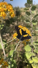 Catasticta teutila