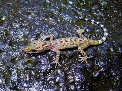 Cyrtodactylus marmoratus