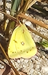 Colias philodice
