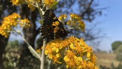 Catasticta teutila