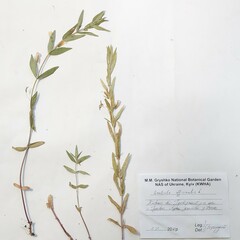 Gratiola officinalis