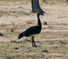 Plectropterus gambensis