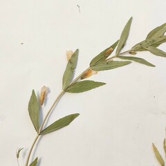 Gratiola officinalis