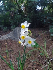 Narcissus tazetta