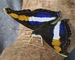 Doxocopa laure laure