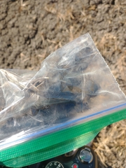 Zonotrichia leucophrys