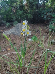 Narcissus tazetta