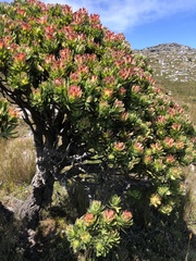 Mimetes fimbriifolius