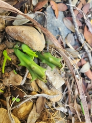 Apteranthes europaea
