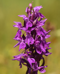 Dactylorhiza × braunii