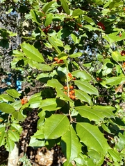 Ilex aquifolium