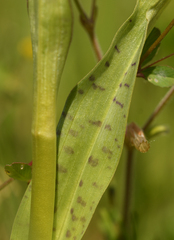Dactylorhiza × braunii