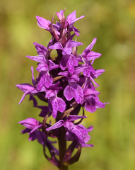 Dactylorhiza × braunii