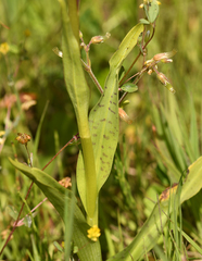 Dactylorhiza × braunii