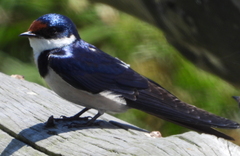Hirundo albigularis