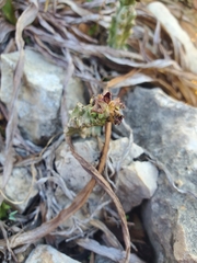 Apteranthes europaea