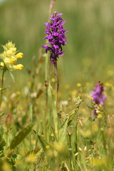Dactylorhiza × braunii