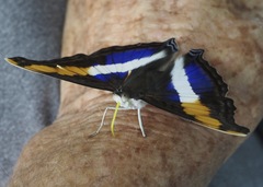 Doxocopa laure laure