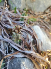 Apteranthes europaea