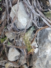 Apteranthes europaea