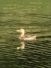 Podilymbus podiceps