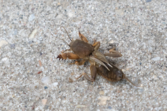 Neocurtilla hexadactyla