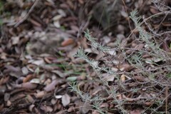 Santolina rosmarinifolia