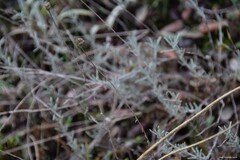 Santolina rosmarinifolia
