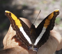 Doxocopa laure laure