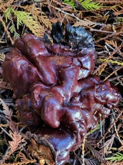 Sarcodon stereosarcinon