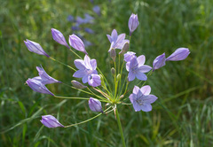 Triteleia laxa