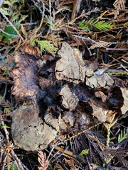 Sarcodon stereosarcinon