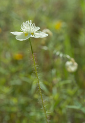 Platystemon californicus