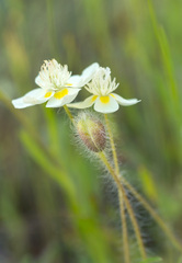 Platystemon californicus