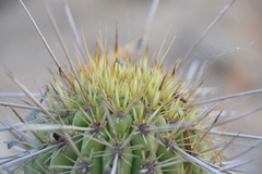 Trichocereus chiloensis
