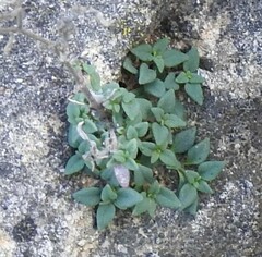 Chaenorhinum origanifolium