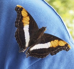 Doxocopa laure laure