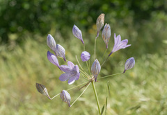 Triteleia laxa